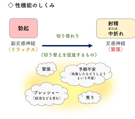 オナニー 自律 神経|自律神経失調！？性機能の仕組みから見る心因性ED.